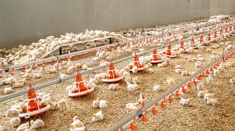 Broiler house with birds and feed pans