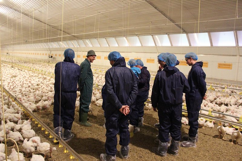 Landwirt Abeln erklärt seine Hähnchenmast