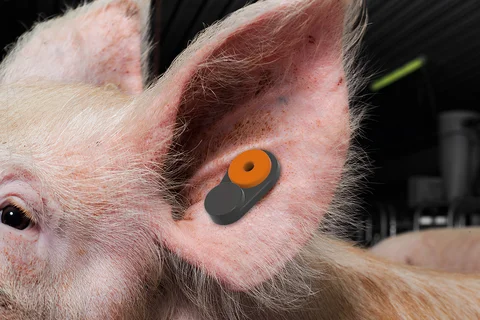 Marchio auricolare BioTag+
