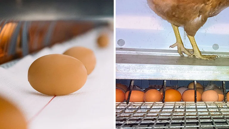 Eierlängsband aus Gewebe; viele Big Dutchman-Kunden greifen sehr gerne auch zu gelochten Kunststoffbändern. Eierlängsband aus Gewebe; viele Big Dutchman-Kunden greifen sehr gerne auch zu gelochten Kunststoffbändern.