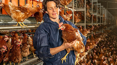 In the barn: woman holding a chicken. 