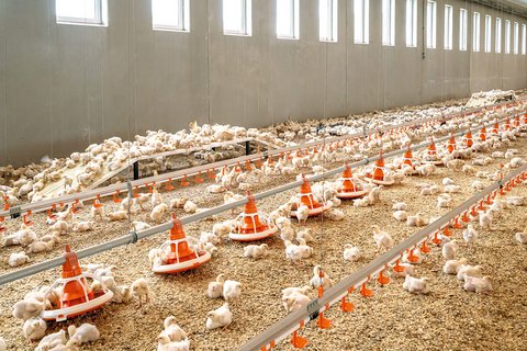 PureLine | Produits pour le bien-être des animaux dans l‘élevage de poulets de chair