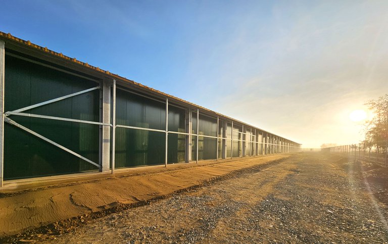 Auf zu neuen Ufern in der Schweineerzeugung