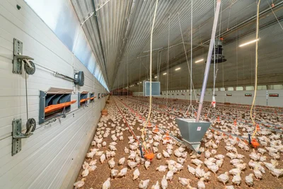 Bâtiment d'élevage de poulets Bâtiment d'élevage de poulets