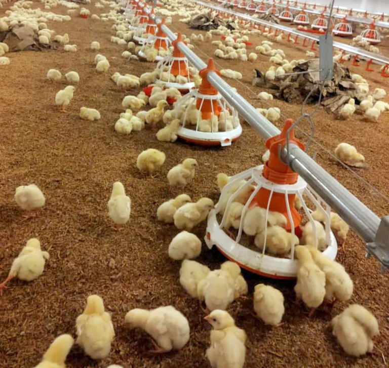 Broiler growing Broiler growing