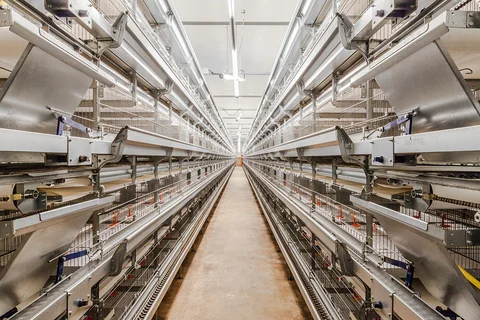 Univent Starter rearing poultry cage