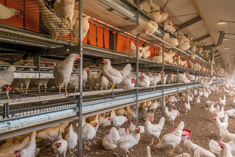 Natura Step viene utilizzata sia per la produzione di uova free range che per la produzione di uova biologiche (foto dal dépliant)