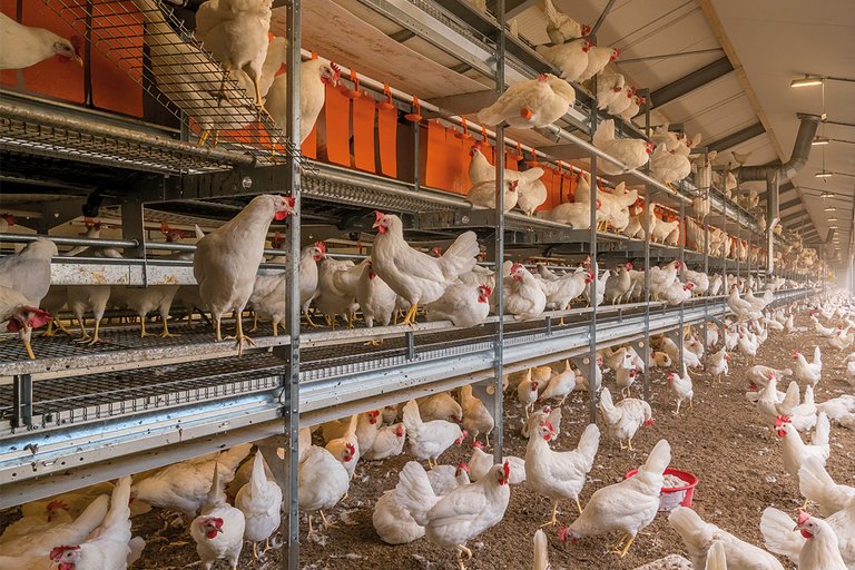 Le système Natura Step est utilisé pour l’élevage au sol et en plein air des poules pondeuses (photo du prospectus) 