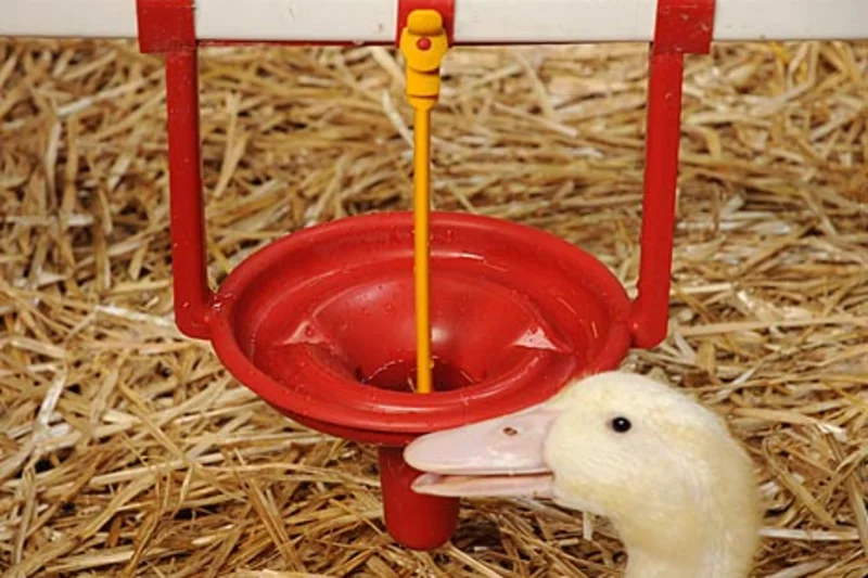 Innovative Schalentränke Pekino für die Entenhaltung 