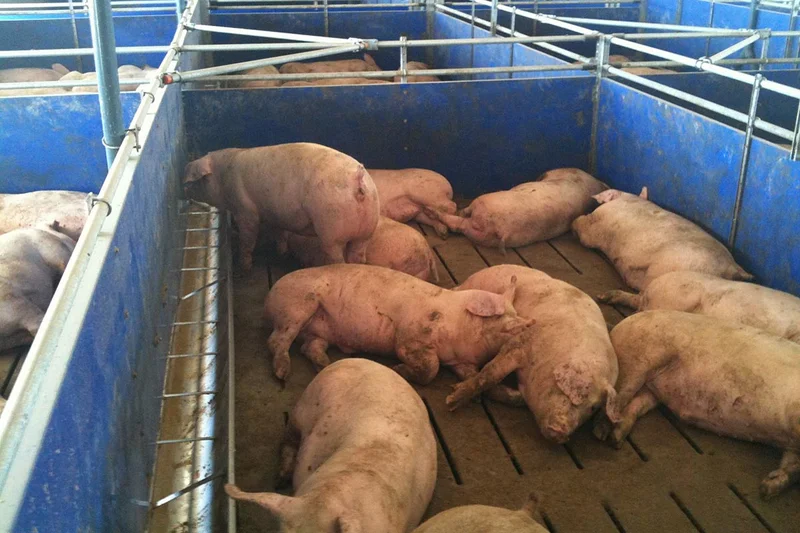 Tucz trzody: kojec z podłużnym korytem. 