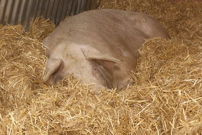 Schwein im Stroh