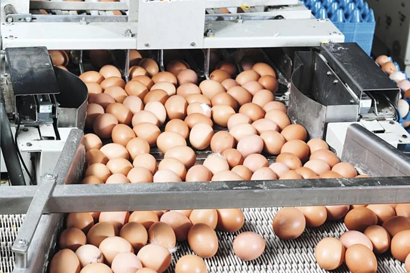 In der Legehennenhaltung den Eifluss energieeffizient steuern mit Digital Egg-Flow In der Legehennenhaltung den Eifluss energieeffizient steuern mit Digital Egg-Flow