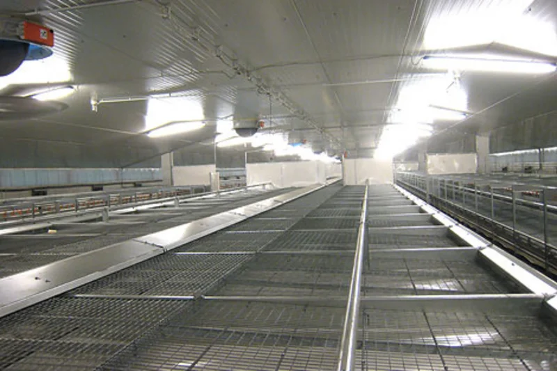 New poultry house for organic egg production