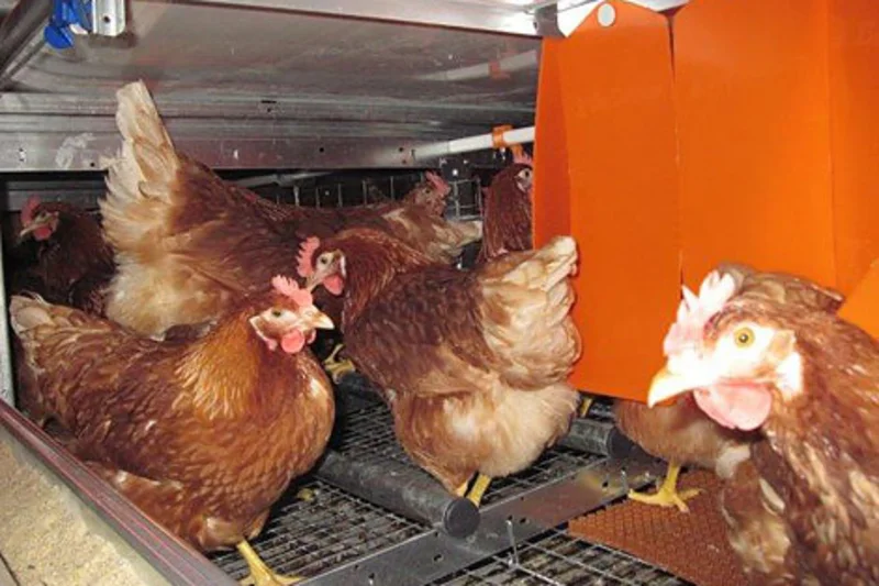 Inside the enriched colony system