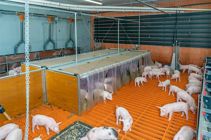 Ferkelaufzucht | Blick in den Stall