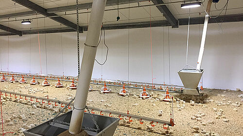Augermatic feeding system, drinker lines