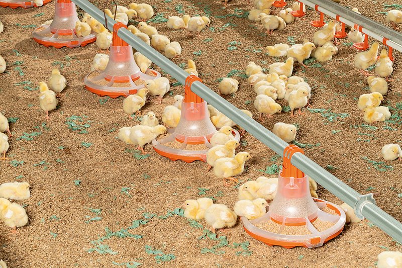 Цыплята едят корм из новой кормушки для откорма бройлеров