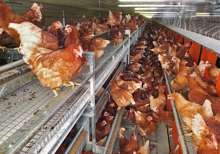 NATURA Nova pentru producție de ouă la sol și free range NATURA Nova pentru producție de ouă la sol și free range
