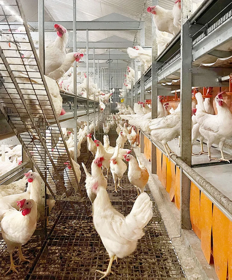 A familiar environment from the start: the laying hens are calm and perform well. Laying hens in Natura Life
