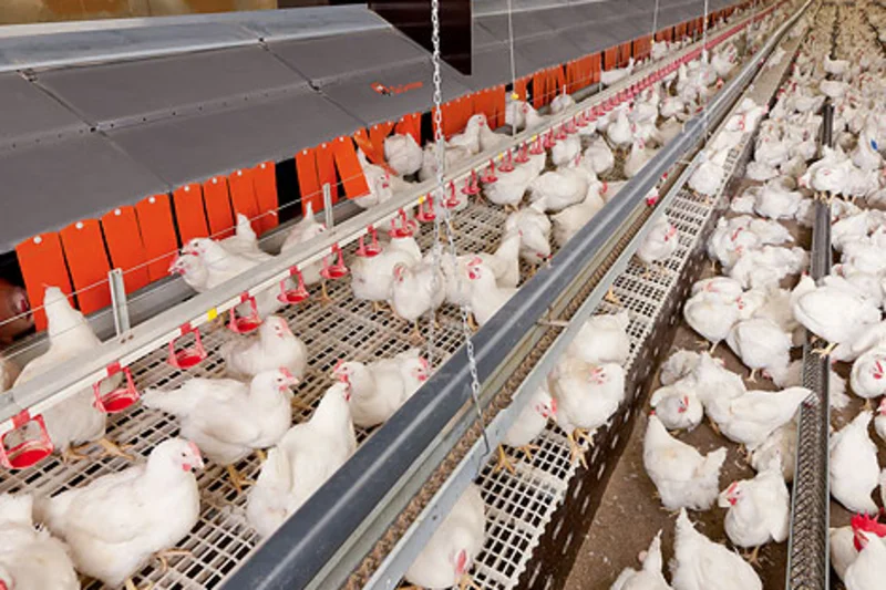 Big Dutchman innovations for successful poultry production Big Dutchman innovations for successful poultry production