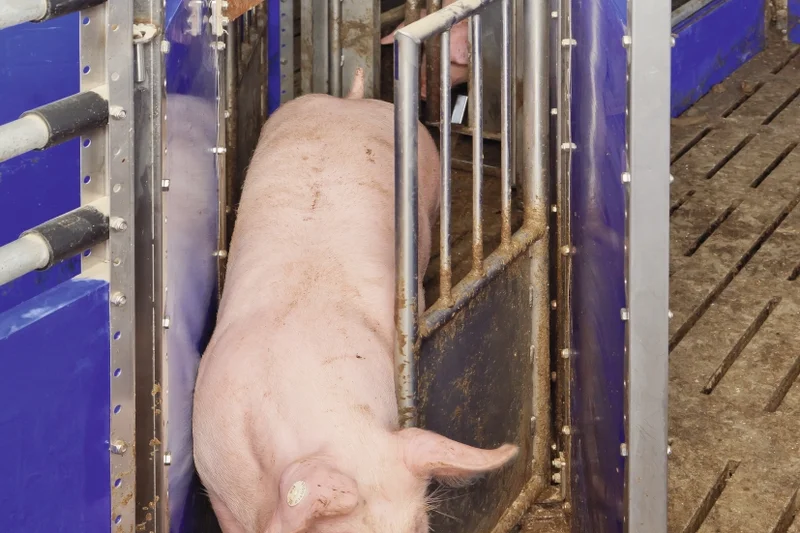 Cerdo saliendo de la báscula a través de la puerta de selección Cerdo saliendo de la báscula a través de la puerta de selección
