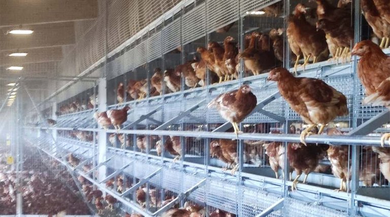 Pullet rearing with Natura Primus