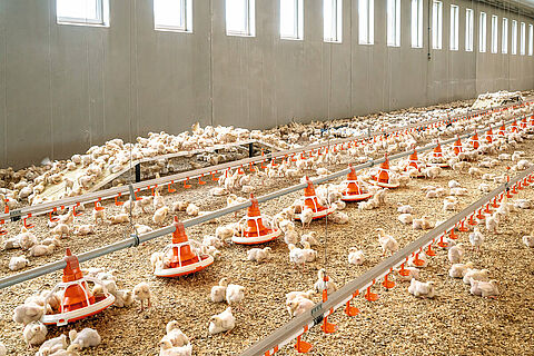 PureLine | Welfare products for broilers
