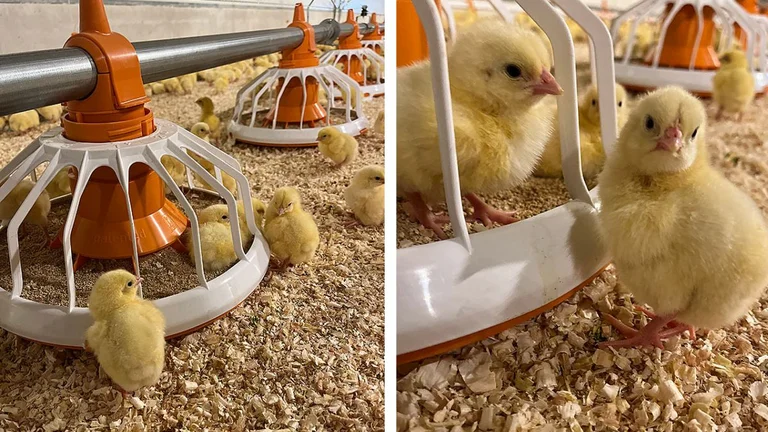 Eine Futterschale für jedes Alter Eine Futterschale für jedes Alter