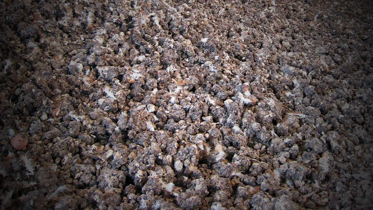 Dry poultry manure