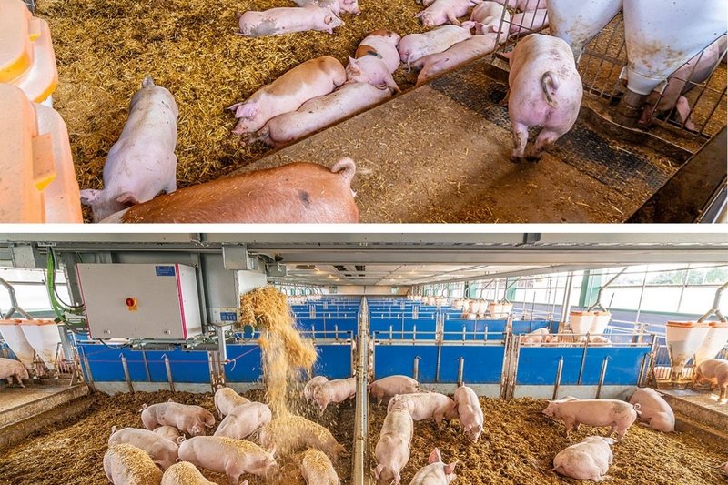 Roboter verteilt Stroh