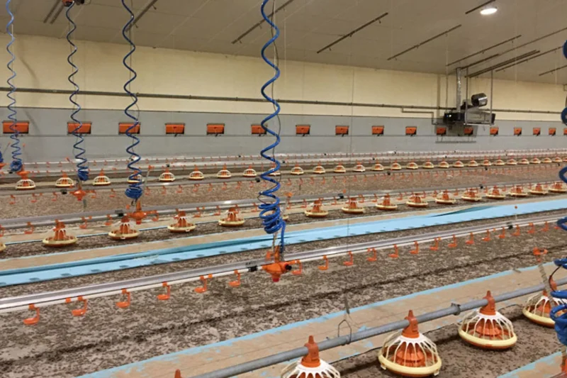 Inhibiting the growth of biofilm Fig. 2: The PUR spiral hoses after installation in the broiler house