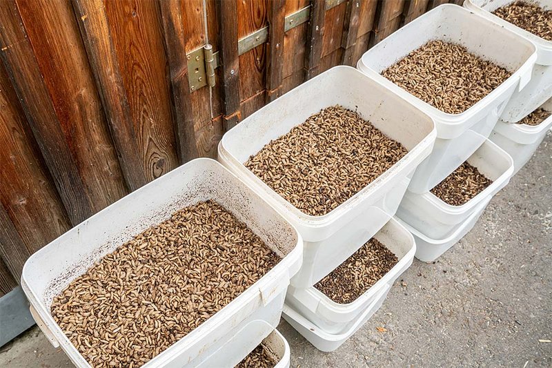 Crates with larvae 