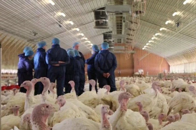 Besucher gucken sich im Stall die Putenhaltung an 
