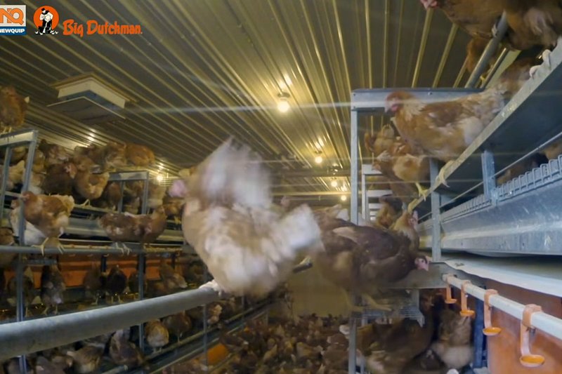 Poule pondeuse se posant dans la volière Natura Step pour l’élevage au sol