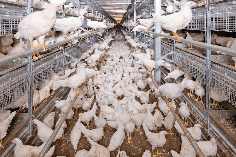NATURA Primus kuşhane sistemi ile yarka yetiştirme