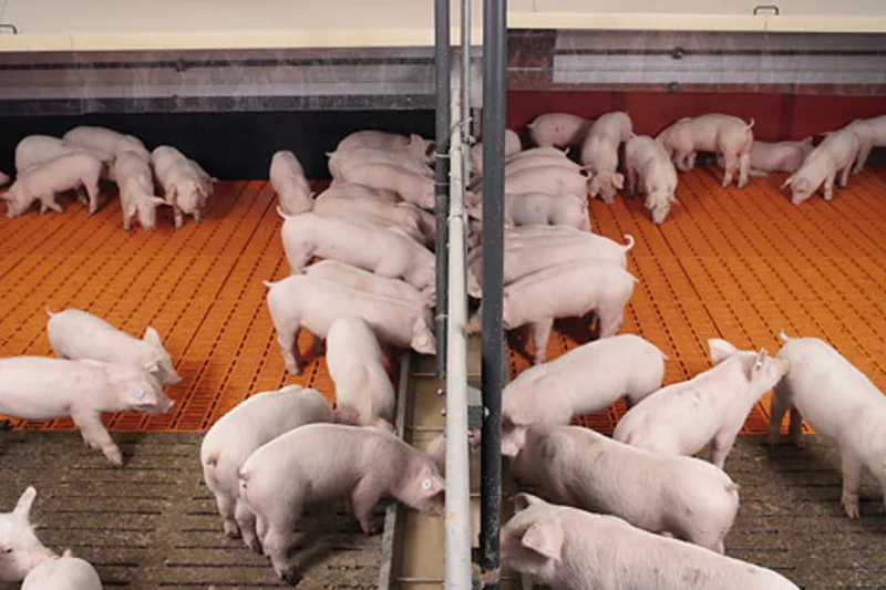 Dry feeding and liquid feeding in pig rearing Dry feeding and liquid feeding in pig rearing
