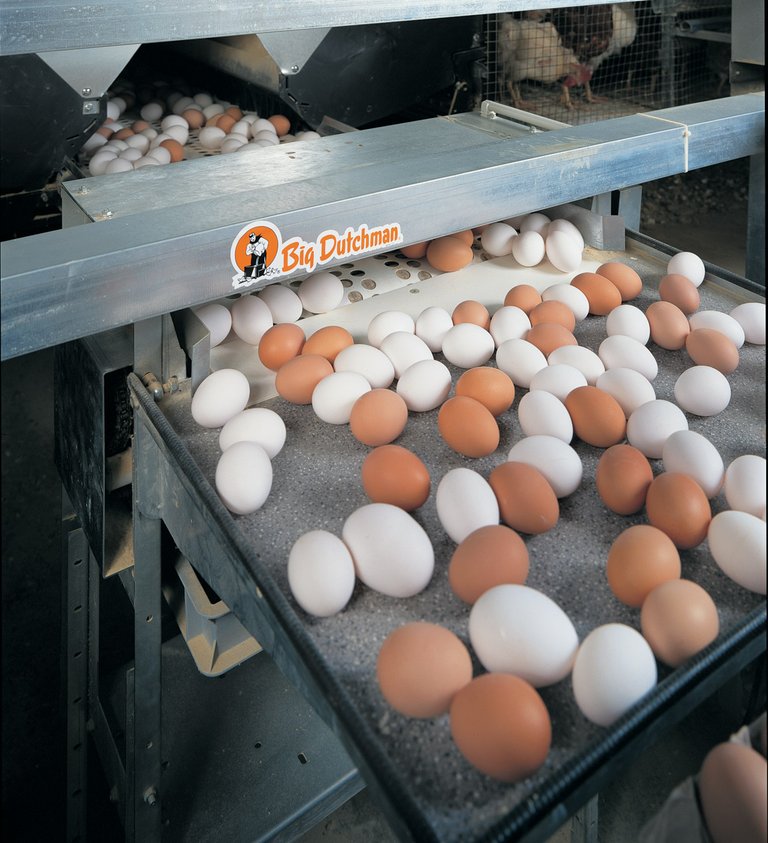 Ramassage des œufs avec un table de tri manuel 