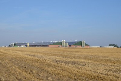 Porcheries pour l'élevage moderne de truies 