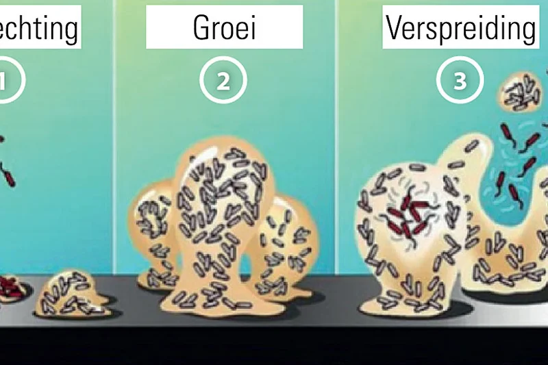 De groei van biofilms remmen Afbeelding 1: De vorming van biofilm, naar P. Dirckx. In: Biofilm Basics, Montana State University (Center for Biofilm Engineering)
