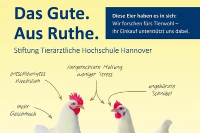 Tierwohlforschung für die Geflügelhaltung: Flyer mit Infos Tierwohlforschung für die Geflügelhaltung: Flyer mit Infos