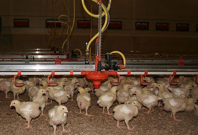 Estudio de campo en el engorde de pollos