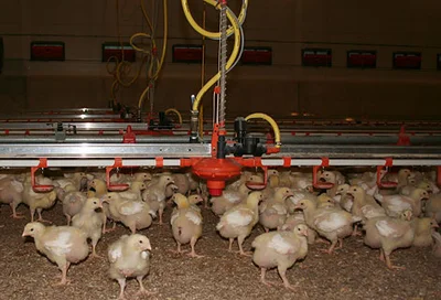 Études sur le terrain pour l’élevage de poulets de chair Études sur le terrain pour l’élevage de poulets de chair