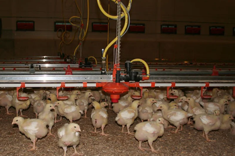 Broiler growing field study Broiler growing field study