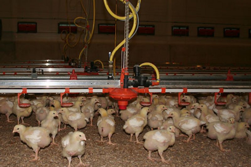 Études sur le terrain pour l’élevage de poulets de chair