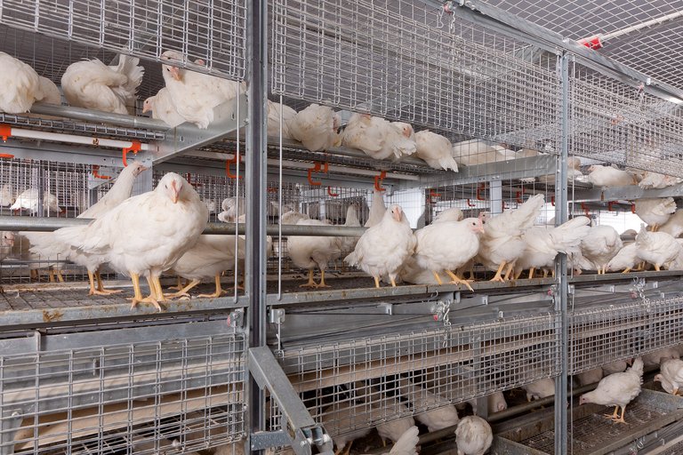 Élevage en volière avec NATURA Primus 