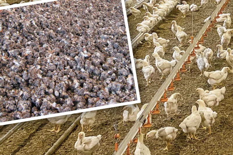 Versatile manure: litter from broiler houses can be turned into electricity, heat and fertiliser