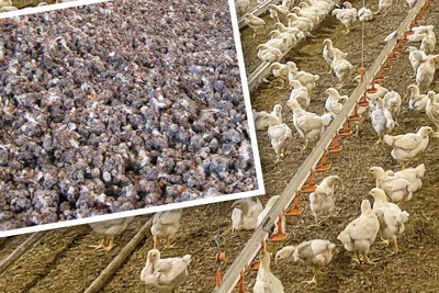 Un fumier varié : la litière provenant du bâtiment de poulets de chair ainsi que les fientes sèches de volaille se transforment en électricité, chaleur et engrais Un fumier varié : la litière provenant du bâtiment de poulets de chair ainsi que les fientes sèches de volaille se transforment en électricité, chaleur et engrais