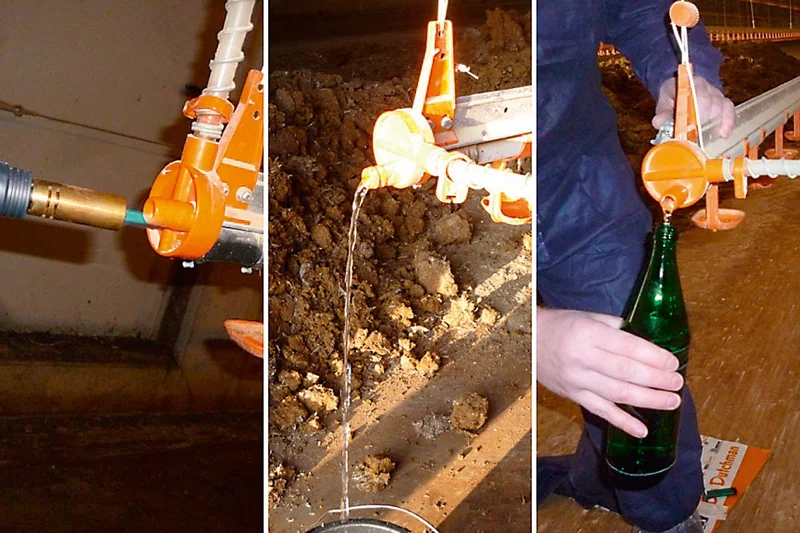 Probeentnahme Tränkewasser in Hähnchenmast