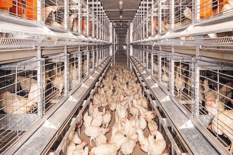 Aviary systems – tried and tested for barn egg production free range ...