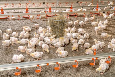 Engorde de pollos | Nave con animales en yacija y bebederos de tetina
